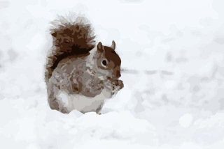 リスくん